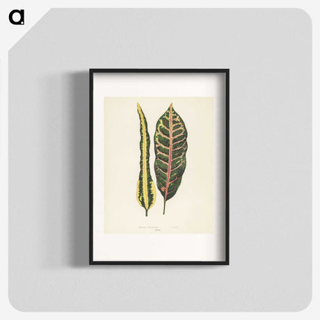 1-10_New-and-Rare-Beautiful-Leaved-Plants_blk