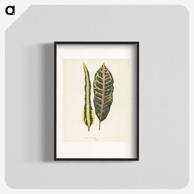 1-10_New-and-Rare-Beautiful-Leaved-Plants_blk