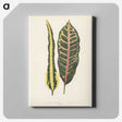 1-10_New-and-Rare-Beautiful-Leaved-Plants_canvas
