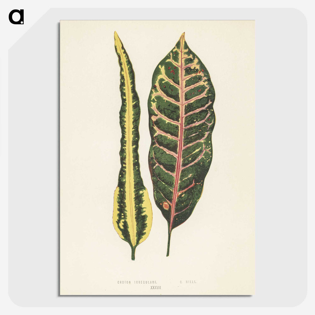 1-10_New-and-Rare-Beautiful-Leaved-Plants_picture-crop
