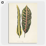 1-10_New-and-Rare-Beautiful-Leaved-Plants_picture-crop
