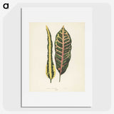 1-10_New-and-Rare-Beautiful-Leaved-Plants_picture