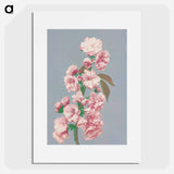 Cherry Blossom - 小川 一正 Poster.