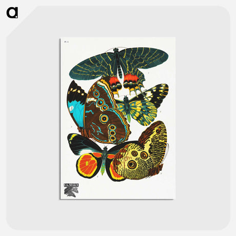 アートポストカード-Vintage Butterflies
 - パピヨン Postcard.