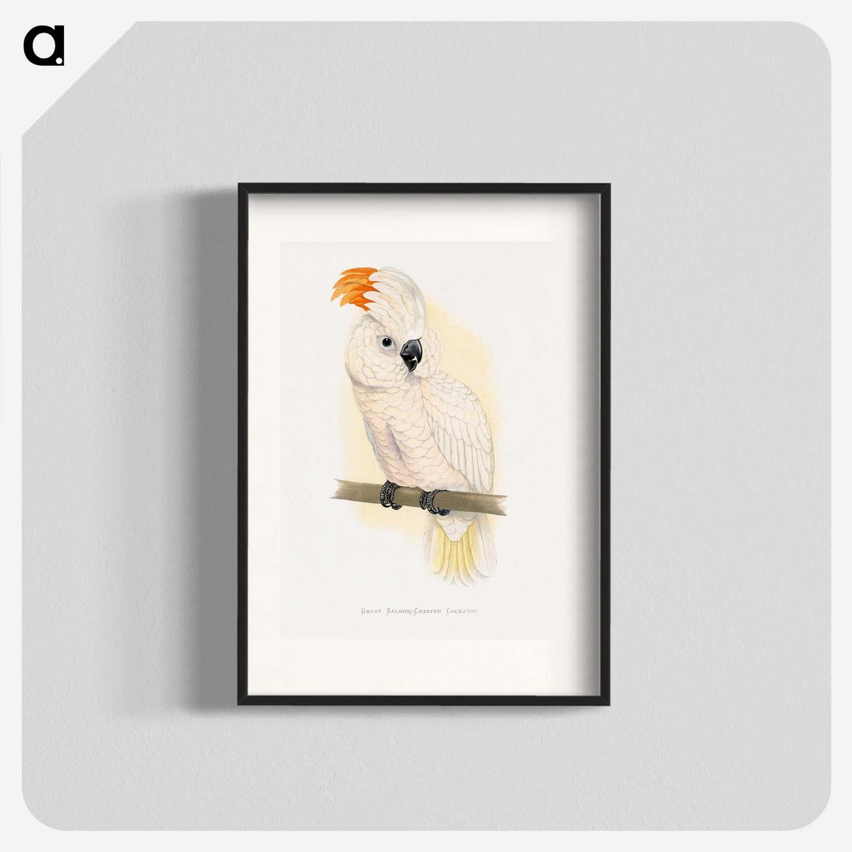 1-10_Parrots-in-Captivity_blk