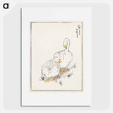 アートポスター-Duck and Young Grass
 - 鳥類図鑑 Poster.