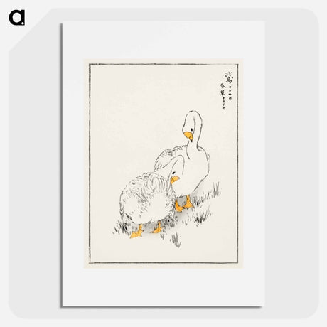 アートポスター-Duck and Young Grass
 - 鳥類図鑑 Poster.