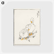 アートポストカード-Duck and Young Grass
 - 鳥類図鑑 Postcard.