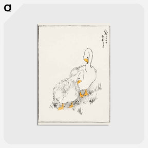 アートポストカード-Duck and Young Grass
 - 鳥類図鑑 Postcard.