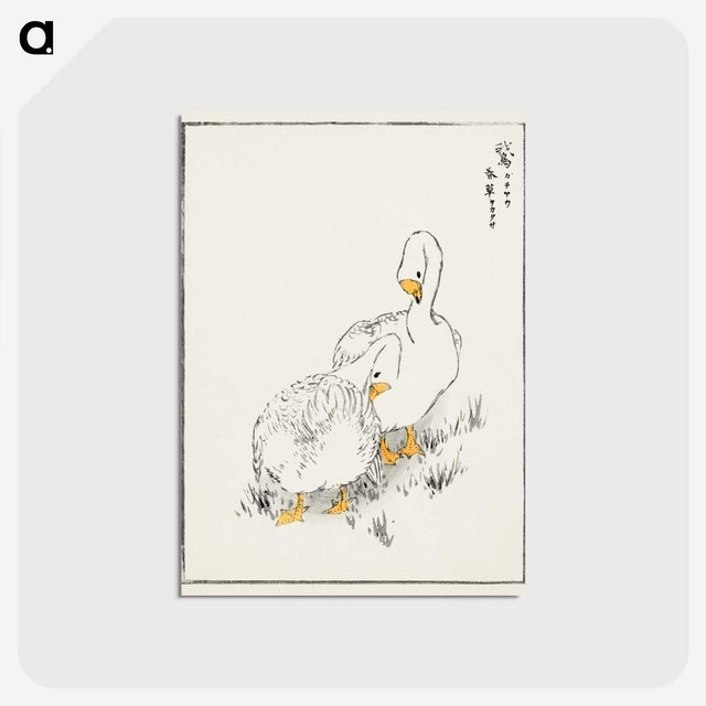 1-10_Pictorial-Monograph-of-Birds_postcard