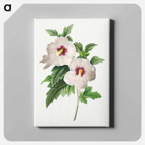 アートパネル-Hibiscus - ピエール ジョゼフ ルドゥーテ Canvas.