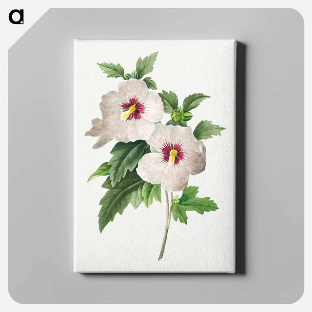 アートパネル-Hibiscus - ピエール ジョゼフ ルドゥーテ Canvas.