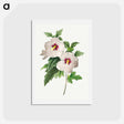 アートポストカード-Hibiscus - ピエール ジョゼフ ルドゥーテ Postcard.