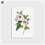 アートポストカード-Hibiscus - ピエール ジョゼフ ルドゥーテ Postcard.