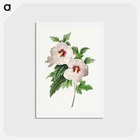 アートポストカード-Hibiscus - ピエール ジョゼフ ルドゥーテ Postcard.