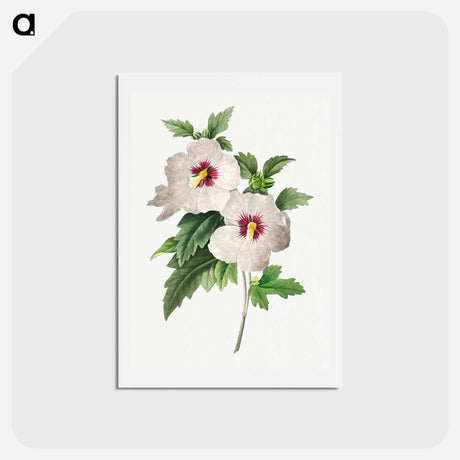 アートポストカード-Hibiscus - ピエール ジョゼフ ルドゥーテ Postcard.