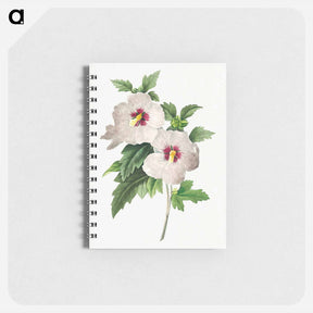 アートメモ帳-Hibiscus - ピエール ジョゼフ ルドゥーテ Memo.