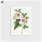 アートポストカード-Hibiscus - ピエール ジョゼフ ルドゥーテ Postcard.