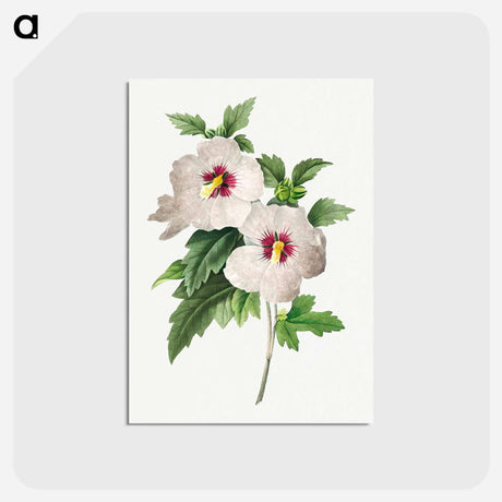 アートポストカード-Hibiscus - ピエール ジョゼフ ルドゥーテ Postcard.