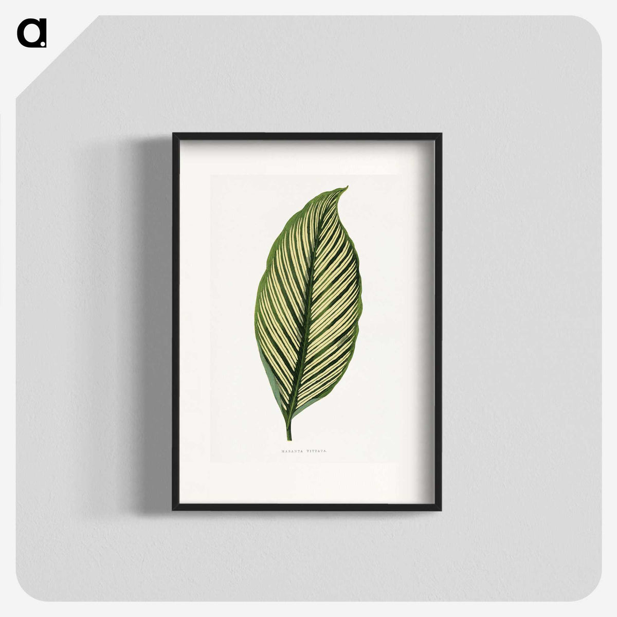 1-10_Plants-with-Colored-Foliage_blk