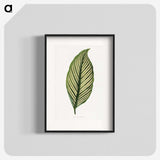 1-10_Plants-with-Colored-Foliage_blk