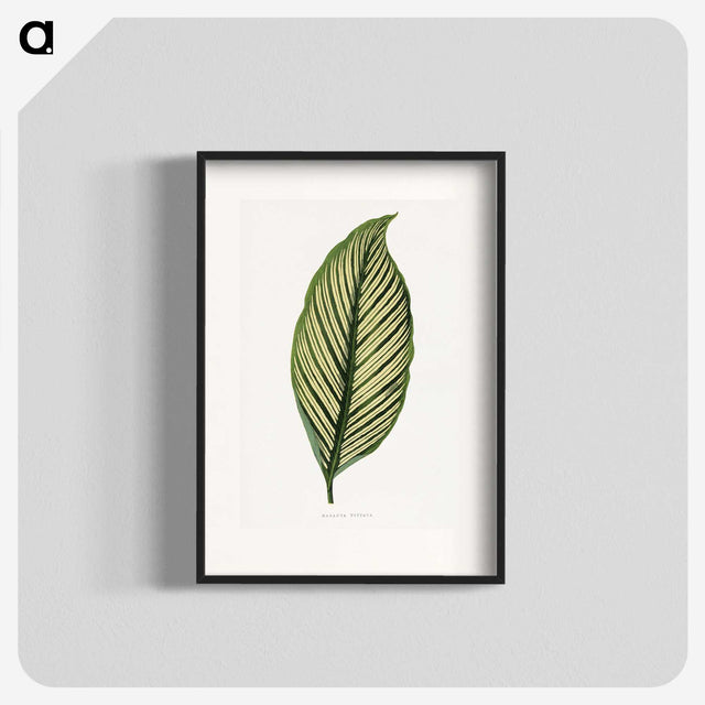 1-10_Plants-with-Colored-Foliage_blk
