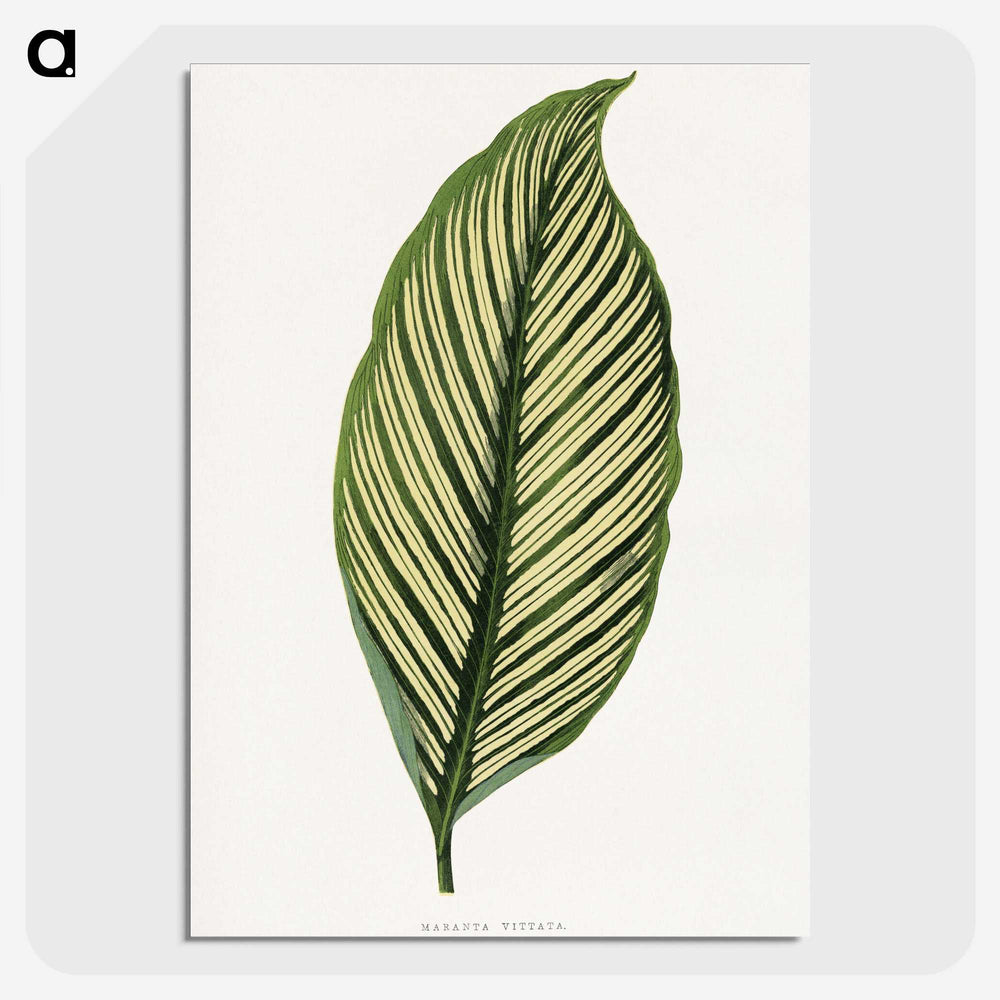 1-10_Plants-with-Colored-Foliage_picture-crop