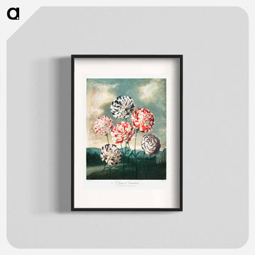 Carnations from The Temple of Flora
 - ロバート ジョン ソーントン Poster.