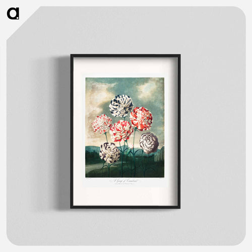 Carnations from The Temple of Flora
 - ロバート ジョン ソーントン Poster.