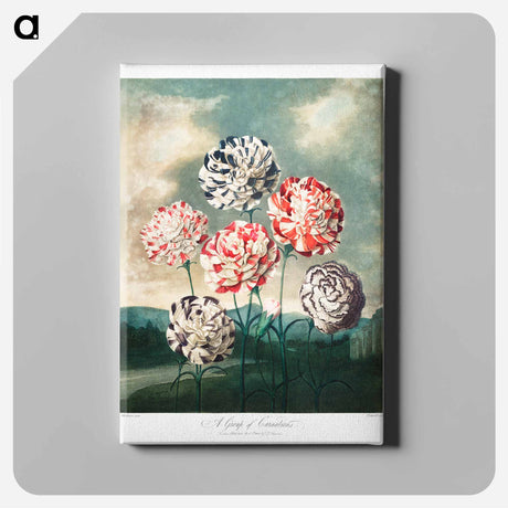 アートパネル-Carnations from The Temple of Flora
 - ロバート ジョン ソーントン Canvas.