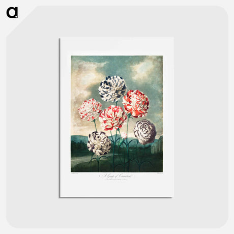 アートポストカード-Carnations from The Temple of Flora
 - ロバート ジョン ソーントン Postcard.