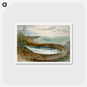 アートポストカード-Mackerel Fish
 - サミュエル キルボーン Postcard.