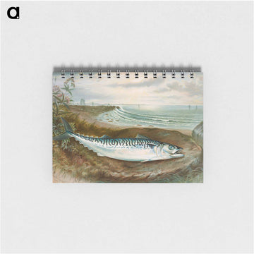 Mackerel Fish
 - サミュエル キルボーン Memo.