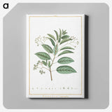 1-10_Stirpes-Novae_canvas