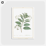 1-10_Stirpes-Novae_postcard