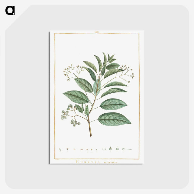 1-10_Stirpes-Novae_postcard