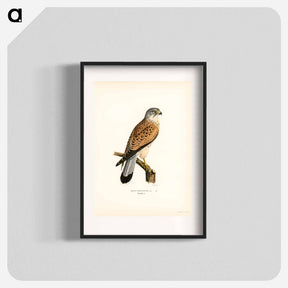 アートポスター-Common Kestrel
 - スヴェンスカ フォグラル Poster.