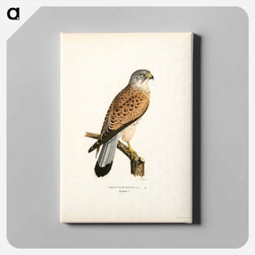 アートパネル-Common Kestrel
 - スヴェンスカ フォグラル Canvas.