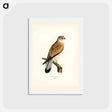 アートポストカード-Common Kestrel
 - スヴェンスカ フォグラル Postcard.