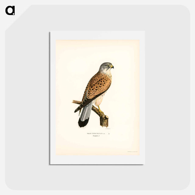 アートポストカード-Common Kestrel
 - スヴェンスカ フォグラル Postcard.