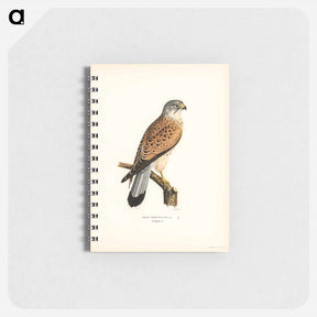アートメモ帳-Common Kestrel
 - スヴェンスカ フォグラル Memo.