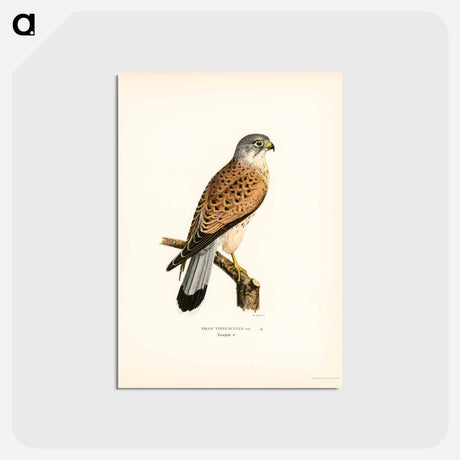 アートポストカード-Common Kestrel
 - スヴェンスカ フォグラル Postcard.