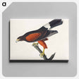 アートパネル-Louisiana Hawk from Birds of America
 - アメリカの鳥たち Canvas.