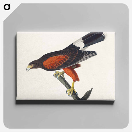 アートパネル-Louisiana Hawk from Birds of America
 - アメリカの鳥たち Canvas.