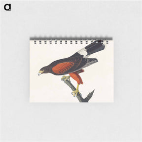 アートメモ帳-Louisiana Hawk from Birds of America
 - アメリカの鳥たち Memo.