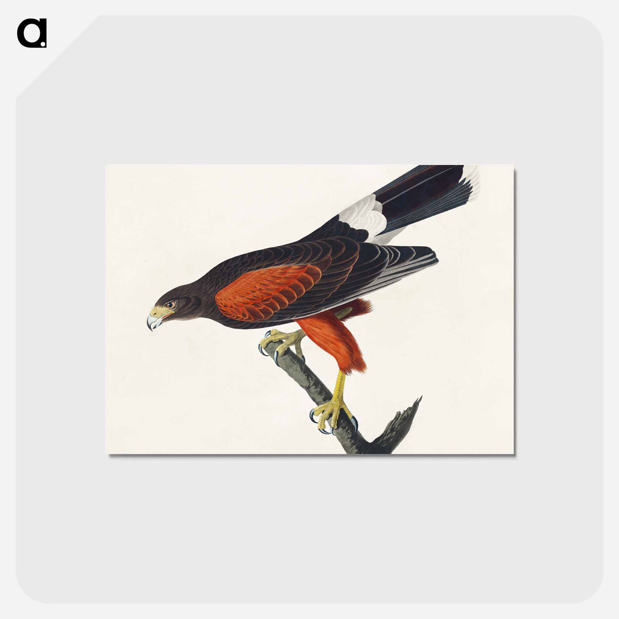 アートポストカード-Louisiana Hawk from Birds of America
 - アメリカの鳥たち Postcard.