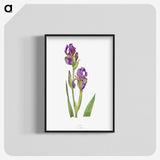 1-10_The-Genus-Iris_blk-crop
