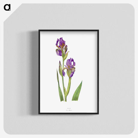 1-10_The-Genus-Iris_blk-crop