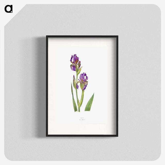 1-10_The-Genus-Iris_blk