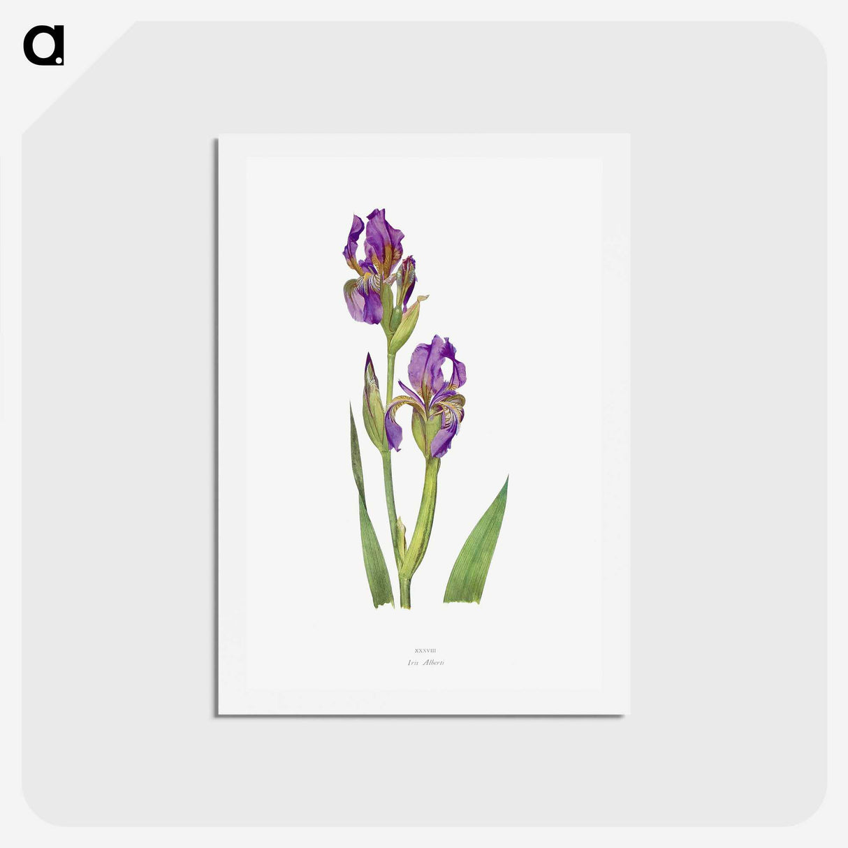 1-10_The-Genus-Iris_hagaki